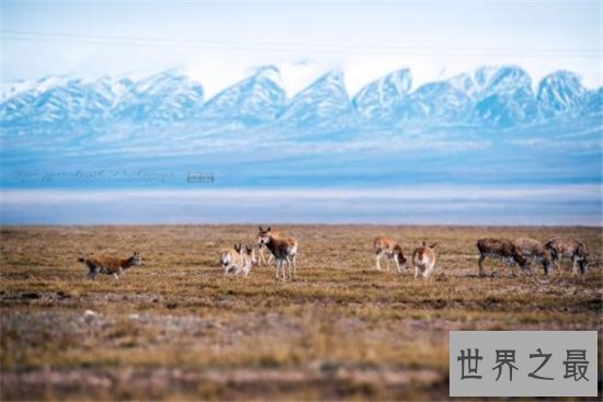 中国四大无人区,可可西里是藏羚羊生存的天堂