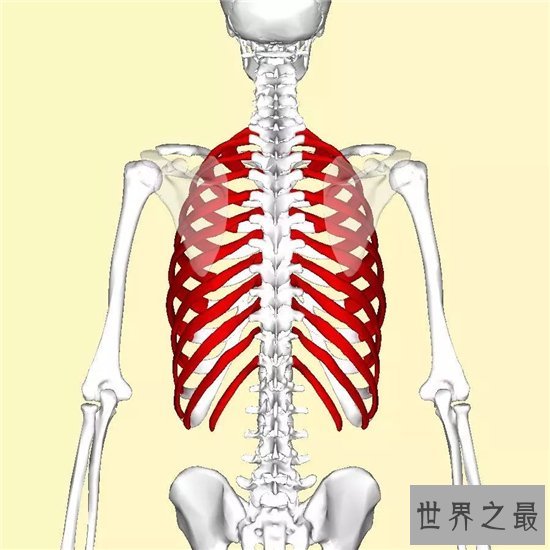 肋骨外翻图片,改善肋骨外翻能让线条更美