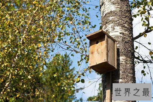 世界上最敏感的树，紫薇树（轻轻触摸碰就会颤抖不已 ）