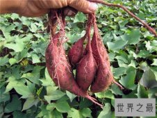 十大健康蔬菜排行，世界公认十大健康蔬菜