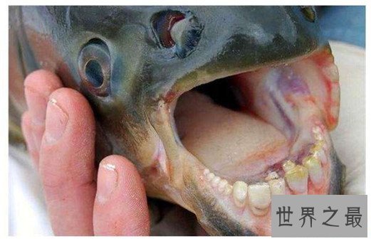 世界最奇怪的动物Top10，烈焰红唇蝙蝠鱼