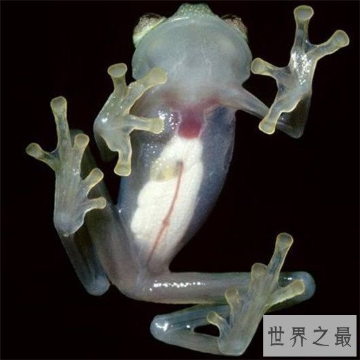 世界最奇怪的动物Top10，烈焰红唇蝙蝠鱼