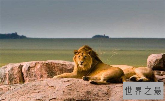 世界上最好的野生动物保护区排行榜，冒险爱好者最佳的目的地！