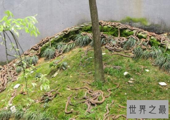 巴西蛇岛具有价格不菲的毒蛇，不少人花钱让海军带回