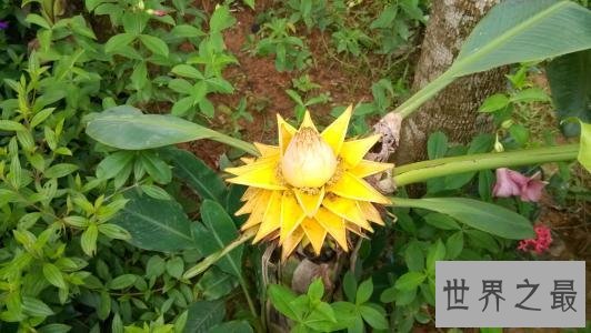 花期最长的花，颜值高易养护值得拥有