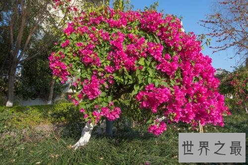 花期最长的花，颜值高易养护值得拥有