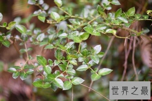 花期最长的花，颜值高易养护值得拥有