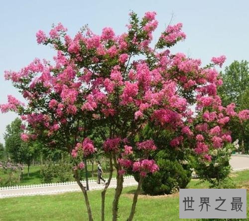 花期最长的花，颜值高易养护值得拥有