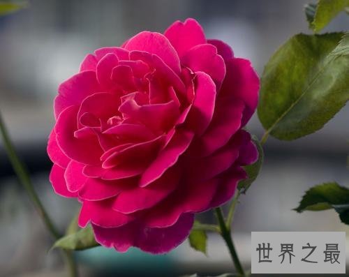 花期最长的花，颜值高易养护值得拥有