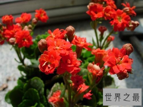 花期最长的花，颜值高易养护值得拥有