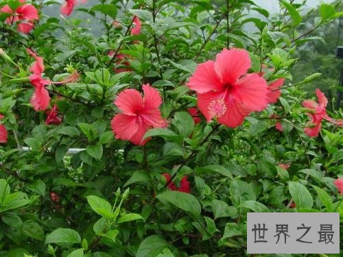 花期最长的花，颜值高易养护值得拥有