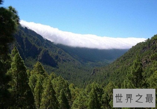 世界上最古老的十大原始森林，远古树林与生物的聚居地