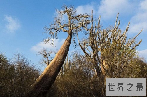 世界上最古老的十大原始森林，远古树林与生物的聚居地