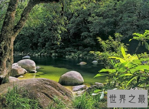 世界上最古老的十大原始森林，远古树林与生物的聚居地