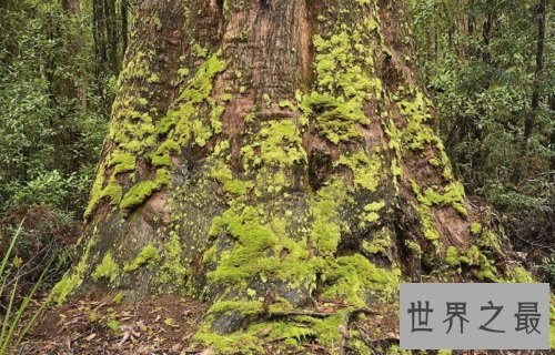 世界上最古老的十大原始森林，远古树林与生物的聚居地