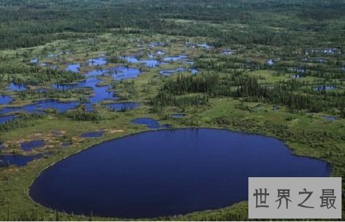 世界上最古老的十大原始森林，远古树林与生物的聚居地