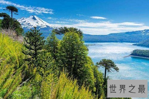 世界上最古老的十大原始森林，远古树林与生物的聚居地