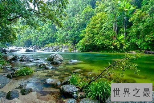 世界上最古老的十大原始森林，远古树林与生物的聚居地