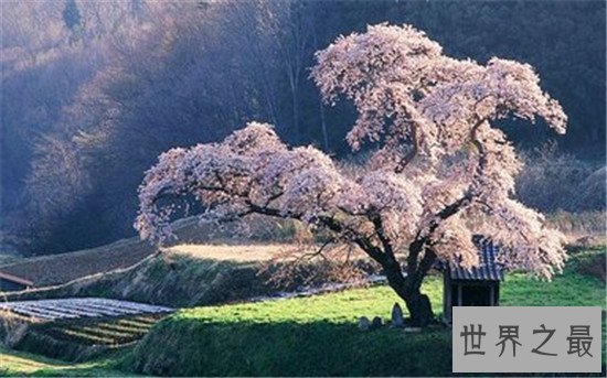 世界上最美的八个岛国，日本一年地震几百次也会有这么好看的景色！