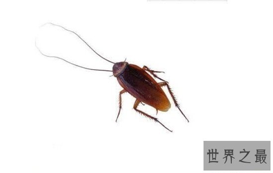 杀不死的十大生物,如此常见之物究竟为何杀不死?