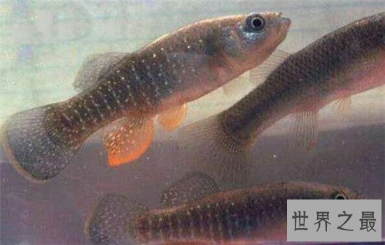 杀不死的十大生物,如此常见之物究竟为何杀不死?