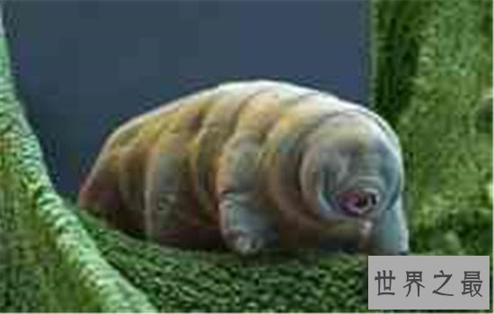 杀不死的十大生物,如此常见之物究竟为何杀不死?