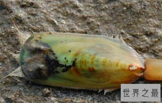 杀不死的十大生物,如此常见之物究竟为何杀不死?