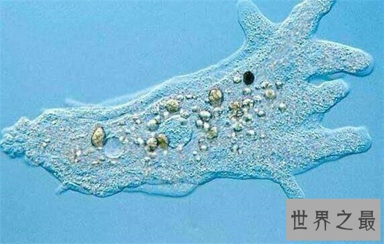 杀不死的十大生物,如此常见之物究竟为何杀不死?