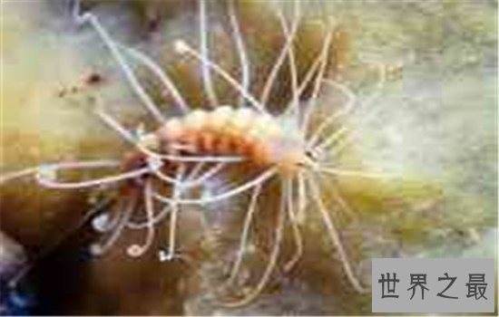 杀不死的十大生物,如此常见之物究竟为何杀不死?