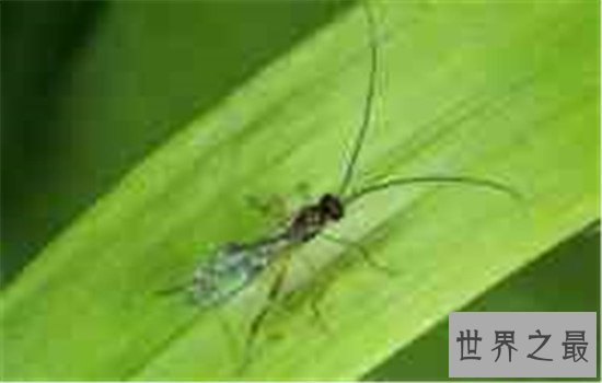 杀不死的十大生物,如此常见之物究竟为何杀不死?