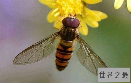 杀不死的十大生物,如此常见之物究竟为何杀不死?