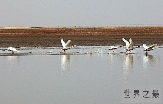 我国最大的淡水湖鄱阳湖风景优美，简直是一个物种宝库！