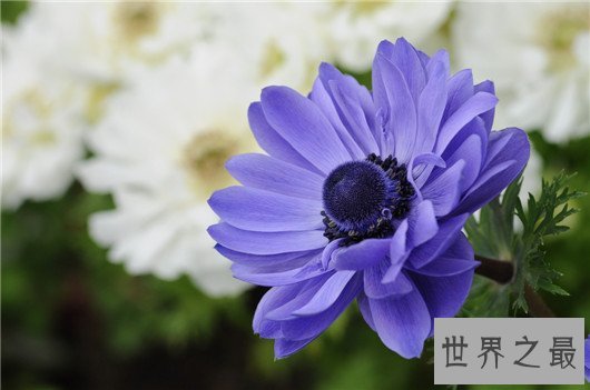 这十种常见紫色的花,除了薰衣草你还认识哪几个