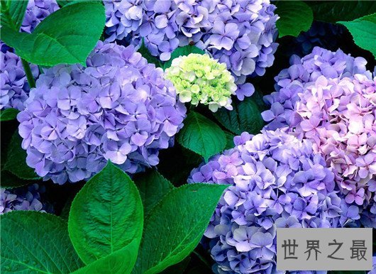 这十种常见紫色的花,除了薰衣草你还认识哪几个
