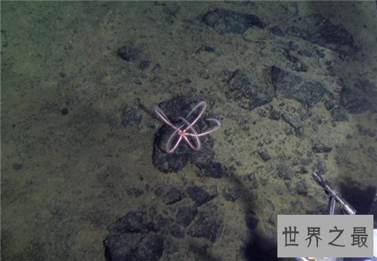 世界上最深的海沟排行榜,第一名形成时间已经6000万年