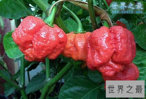 世界最辣的辣椒,娜迦毒蛇(不是人吃的)