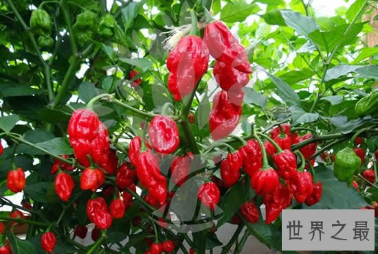 世界最辣的辣椒,娜迦毒蛇(不是人吃的)