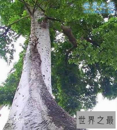 世界上最硬的树木，铁桦树(比钢铁硬两倍)