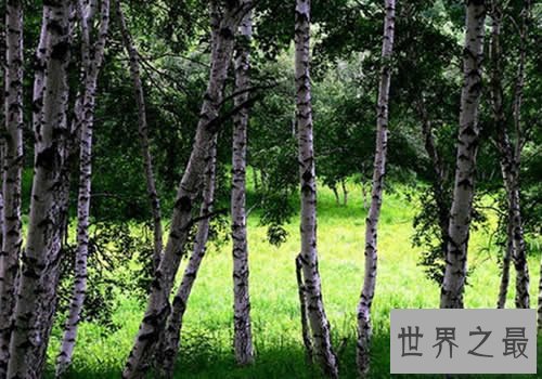 世界上最硬的树木，铁桦树(比钢铁硬两倍)