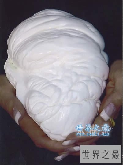 世界上最大的珍珠,老子之珠(如人脑一般大)