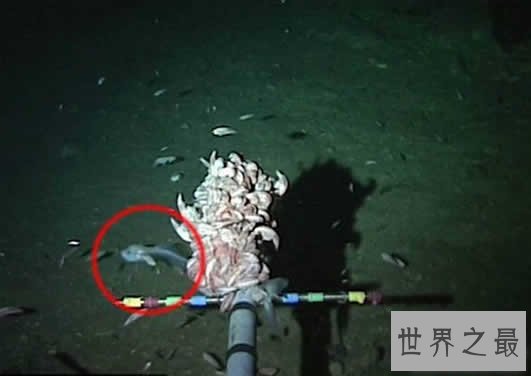 世界上最深的海沟,马里亚纳海沟(最深记录11034米)