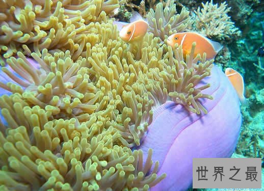 世界上最大的海是珊瑚海,相当于半个中国