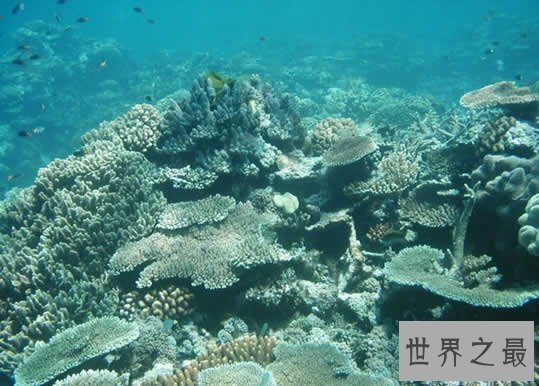 世界上最大的海是珊瑚海,相当于半个中国