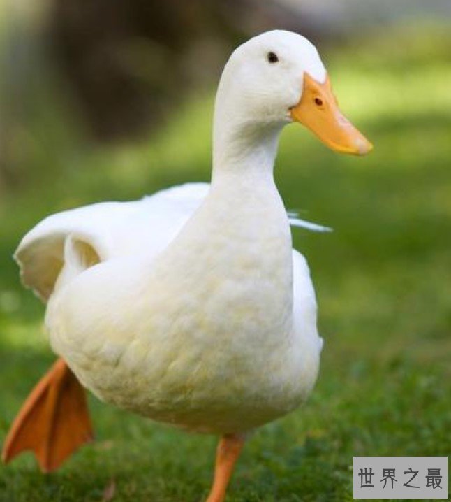 最良心机器人,替代鸭子除掉杂草和害虫
