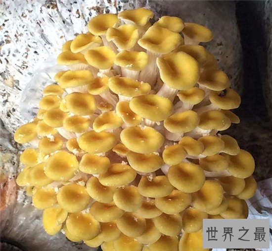 10个关于细菌的奇怪发现,有的细菌竟然可以生产纯金!