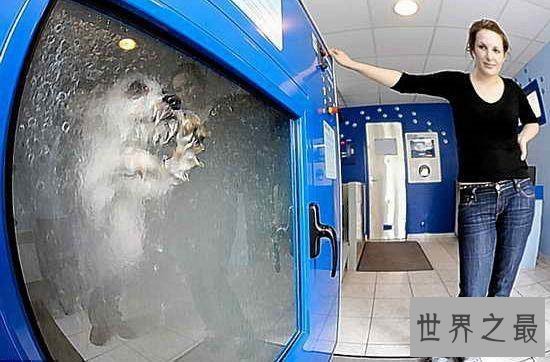 自动洗狗机省去饲养人的麻烦,还比宠物店消费更便宜