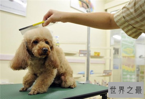 自动洗狗机省去饲养人的麻烦,还比宠物店消费更便宜