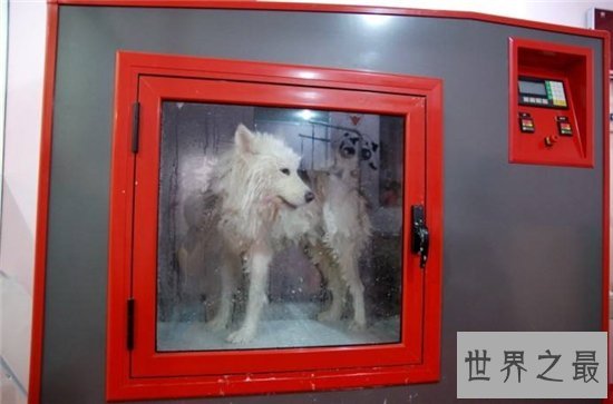 自动洗狗机省去饲养人的麻烦,还比宠物店消费更便宜