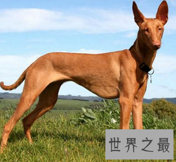 马耳他的国兽,世界公认的捕兔能手法老王猎犬是怎样的