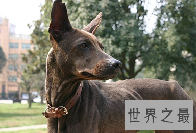 马耳他的国兽,世界公认的捕兔能手法老王猎犬是怎样的